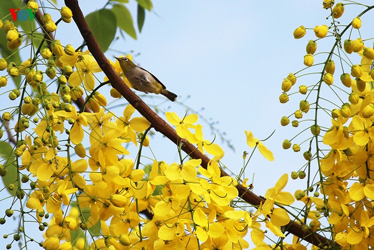 Hanoi aux couleurs de l’été - ảnh 6